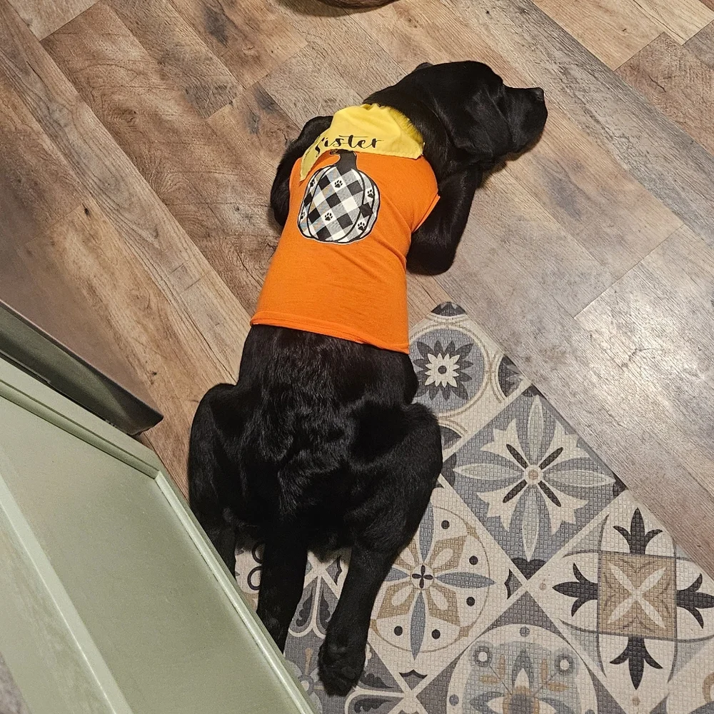 🐶FALL DOG T SHIRT🐶
